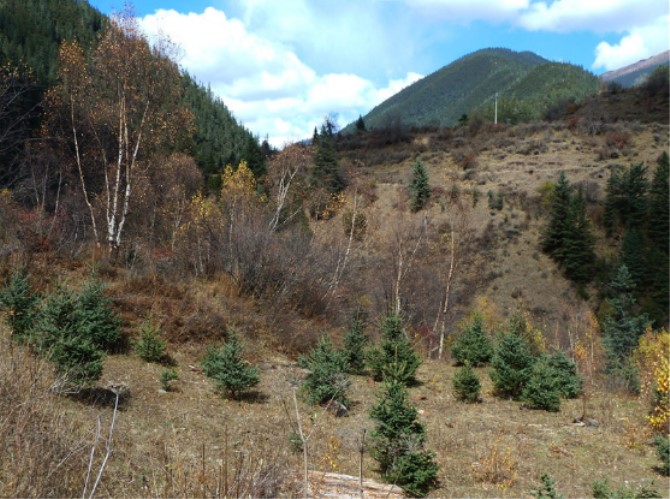 1500515121119615.jpg 小树苗.jpg