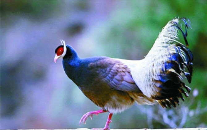 1500515821561693.png 马鸡6.png