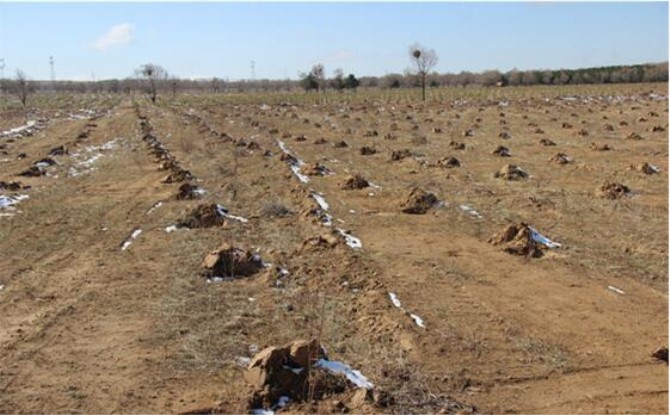 1500520275833138.jpg 黄土地8.jpg