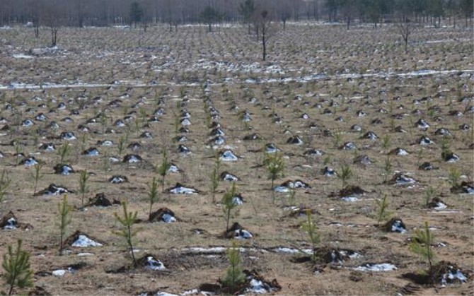 1500520312761705.jpg 树苗7f48.jpg