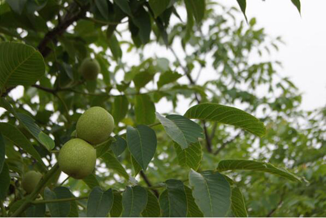 1500619143106835.jpg 2016-12-26-4d1fdb8c84ec4bf89b92aab6f85a7cd1.jpg