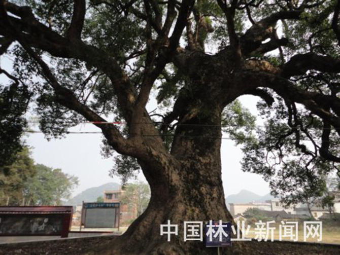 1500863561581574.jpg 2016-3-7-0ee59c1a911d44bbbc09111bf14f3d61.jpg