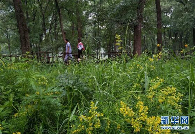 1500974153752582.jpg 1.jpg