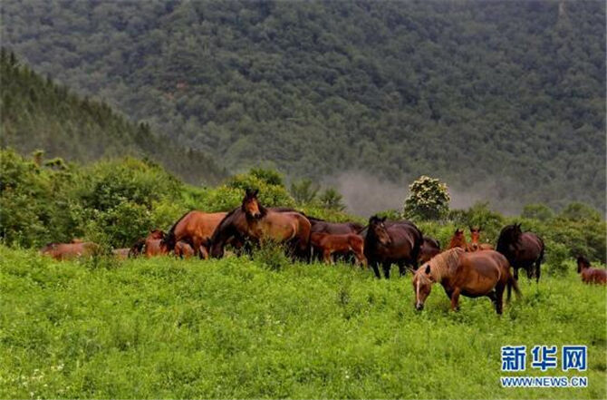 1500974209170922.jpg 2.jpg