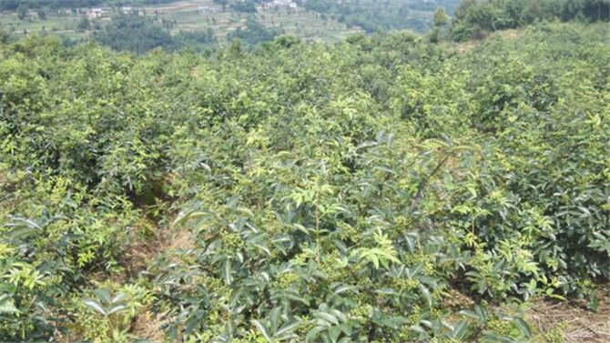 1500975182889940.jpg 2017-7-11-64a895cf682e43d2b24119c89e7a0b18.jpg