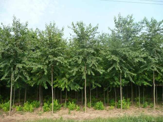 1514187594785760.jpg 01.jpg