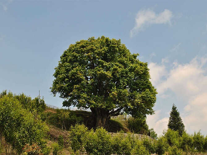 1521004560964858.jpg timg.jpg