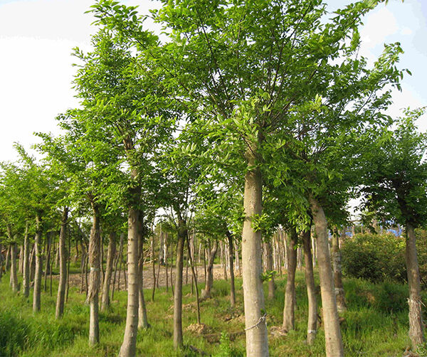 1523962980109339.jpg 01.jpg