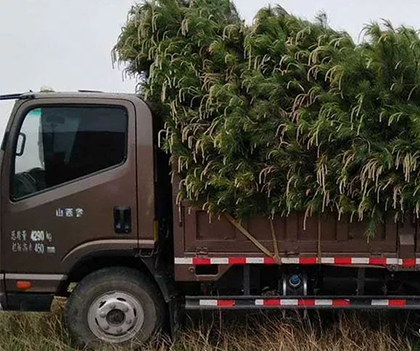 1527174257671597.jpg 02.jpg