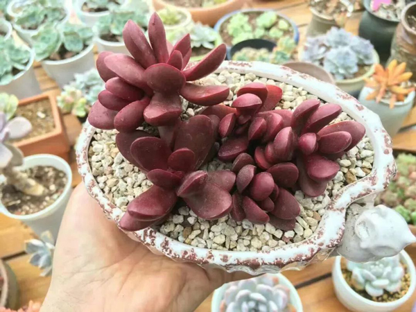 1532422585129715.jpg 5.jpg