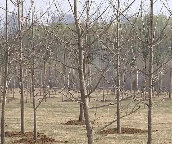 1555159565122855.jpg 01.jpg