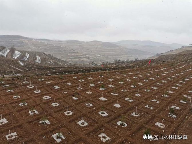 1585844032824126.jpg 2.jpg