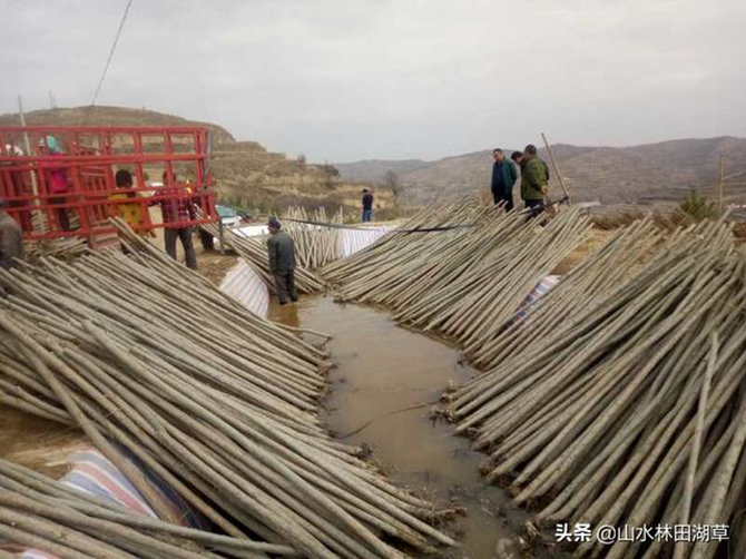 1585844054604465.jpg 4.jpg