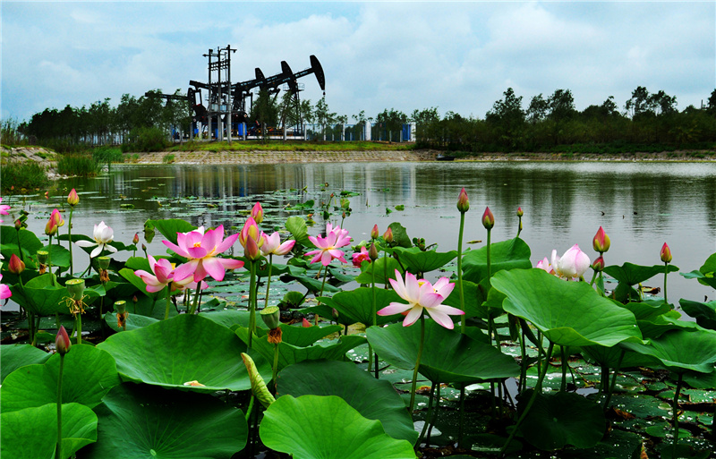 1666347652211289.jpg 102.jpg