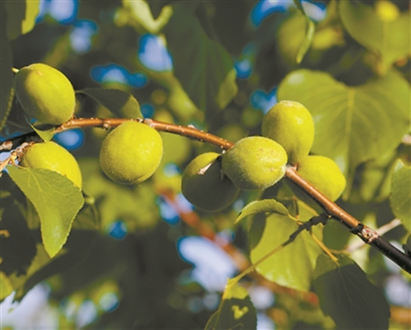 1688090205277539.jpg 1_副本.jpg