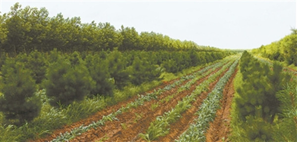 1688090228348118.jpg 2_副本.jpg