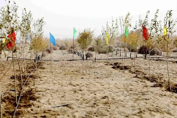 1699409541371604.jpg 6.webp_副本.jpg