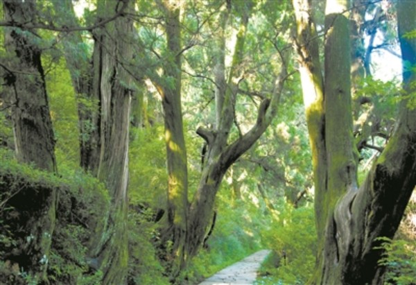 1706242497462400.jpg 23511706229324177_副本.jpg