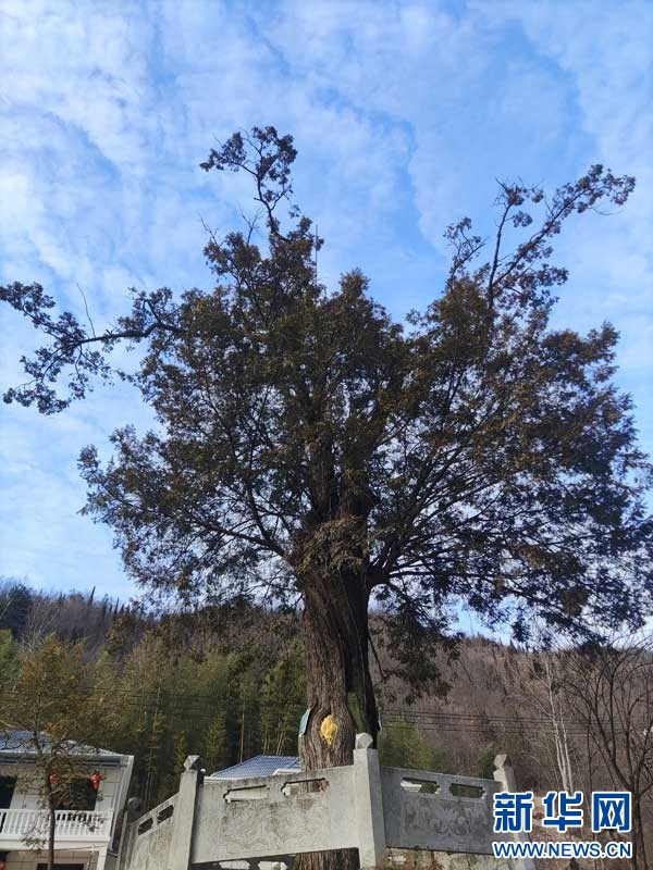 1706260056986446.jpg 2_副本.jpg