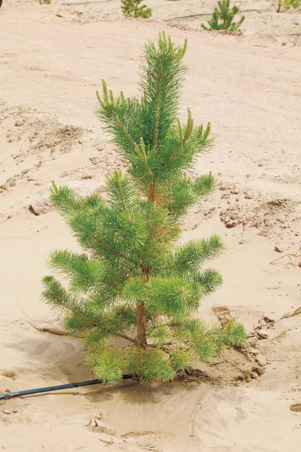 1721096787233080.jpg 2 (1).jpg