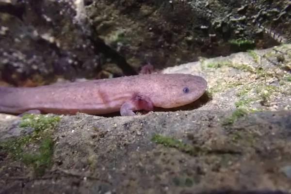 1721099653917261.jpeg 1.jpeg