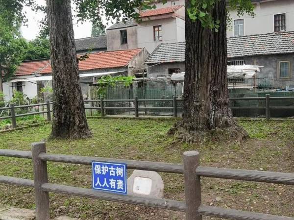 1723795488463821.jpg 9.jpg