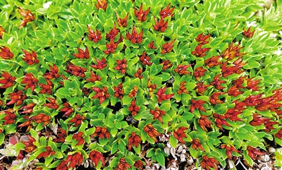 1724338255429903.jpg rmrb2024080813p10_b.jpg