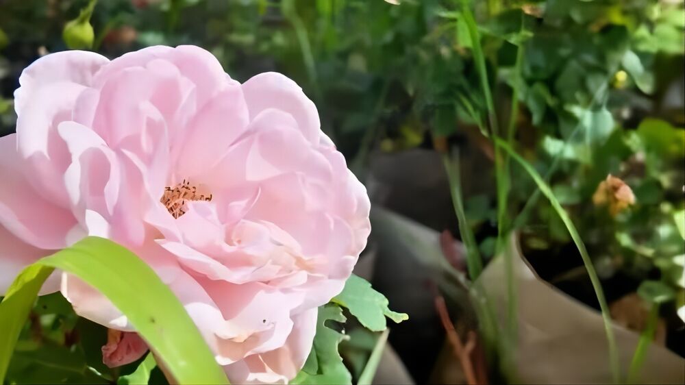 1725419600529285.jpg 1725419600529285.jpg