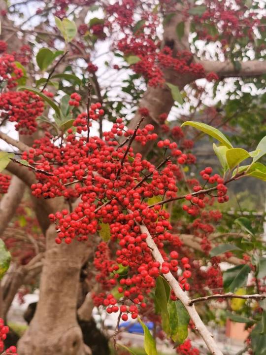 1740623561998153.jpg 1 (1).jpg