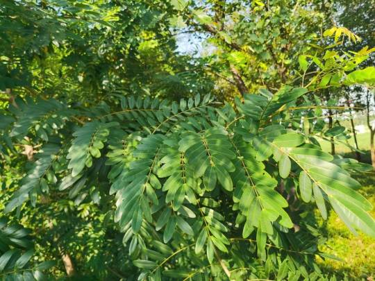 1740623570717223.jpg 2 (1).jpg