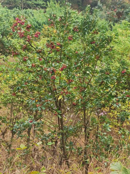 1740623578845699.jpg 3 (1).jpg