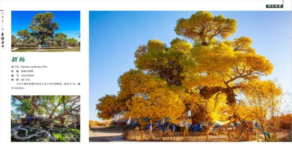 1740624673410098.jpg 3 (1).jpg