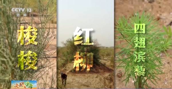 1741672977616949.jpg 2 (1).jpg