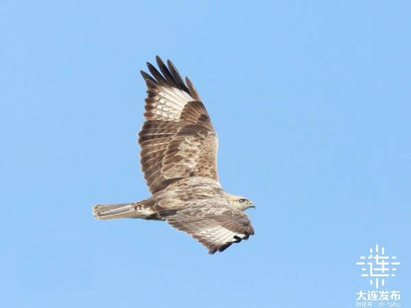 1741834053417510.jpg 5.jpg