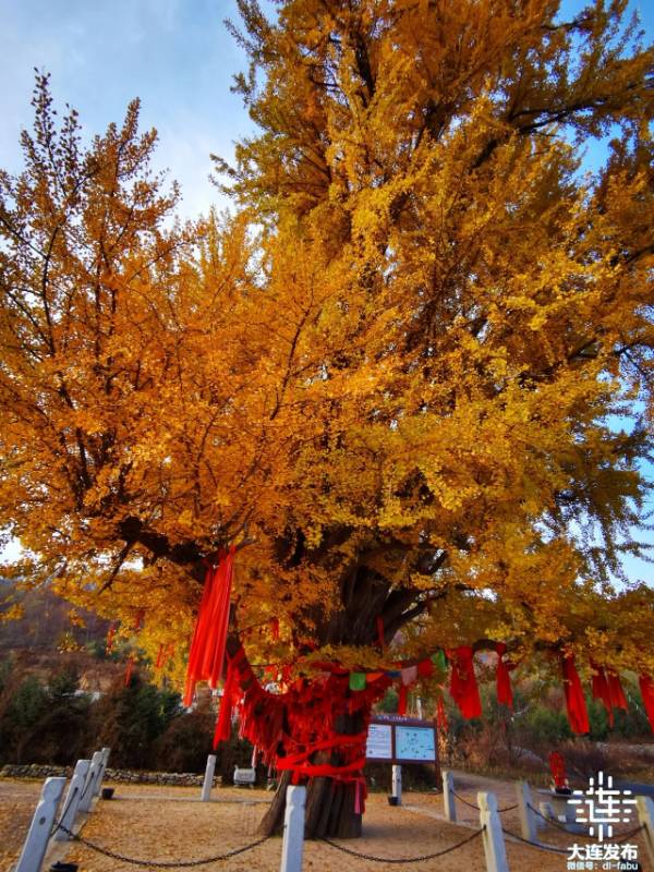 1741834108325468.jpg 9.jpg