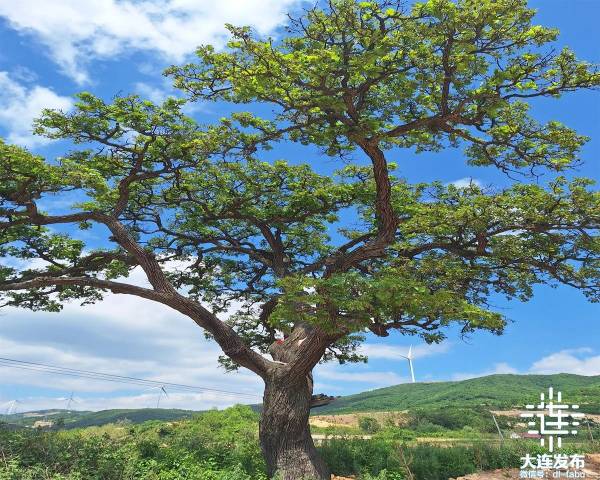 1741834117576660.jpg 10.jpg