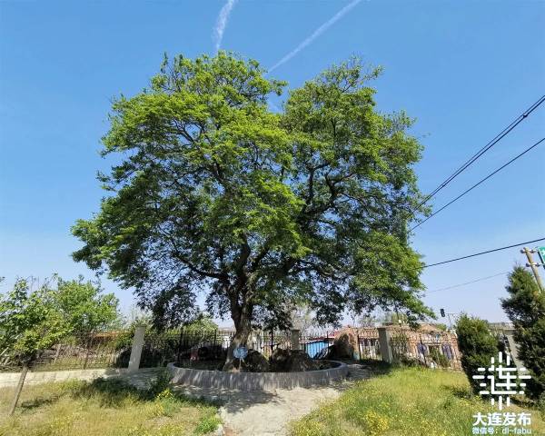 1741834127545357.jpg 11.jpg