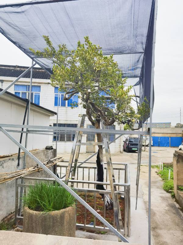 1742192404718643.jpg 3.jpg