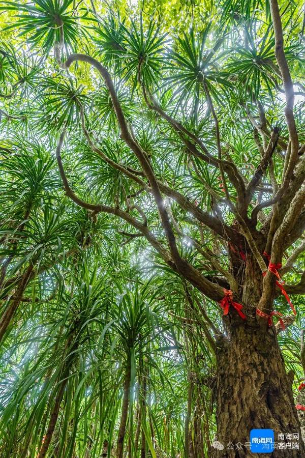 1742261426272525.jpg 4 (1).jpg