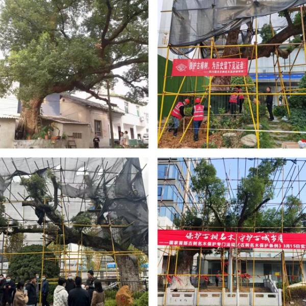 1742262559738702.jpg 6.jpg