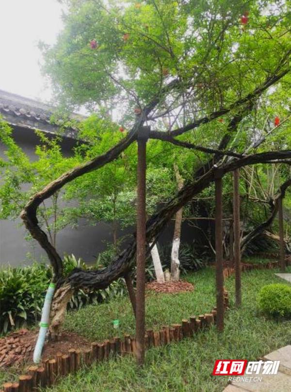 1742348158199335.jpg 6.jpg