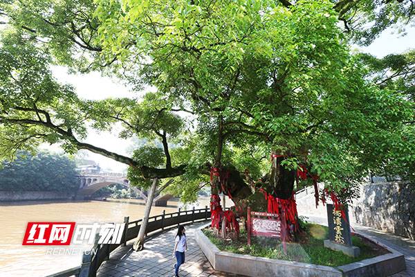 1742348226351576.jpg 1 (1).jpg