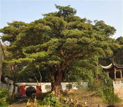 1742373935425543.jpg 3.jpg