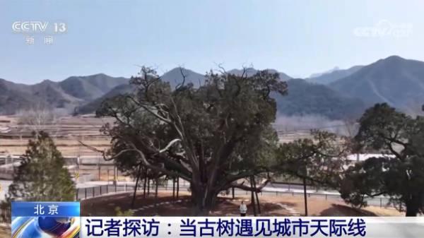 1742536914349957.jpg 6.jpg