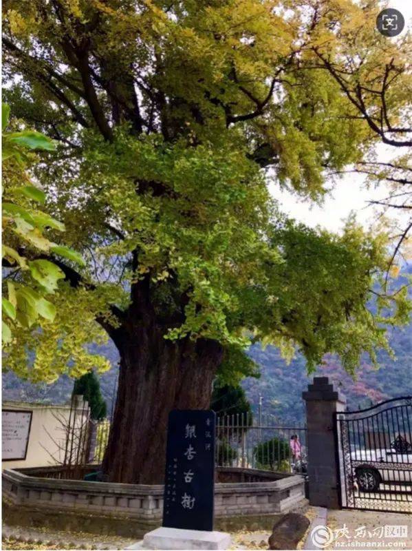 1742970663222859.jpg 2 (1).jpg