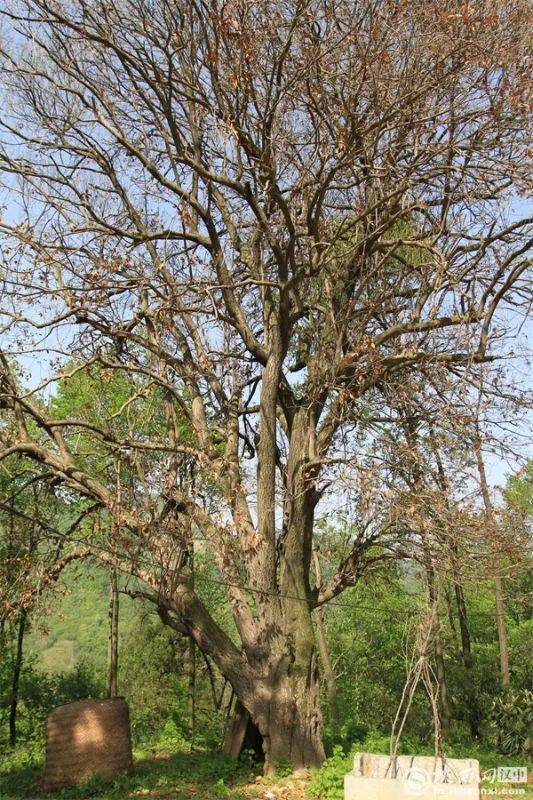 1742970670775294.jpg 3 (1).jpg