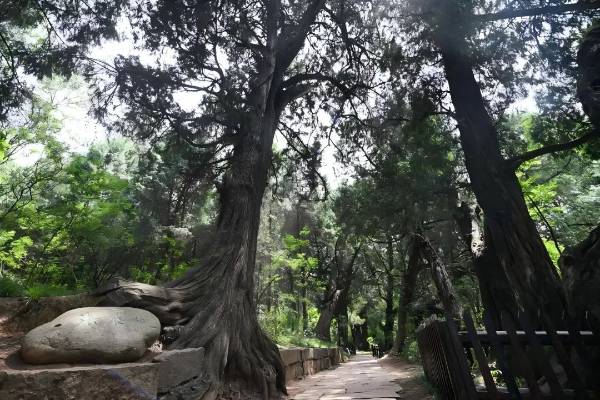 1743132110571645.jpg 1 (1).jpg