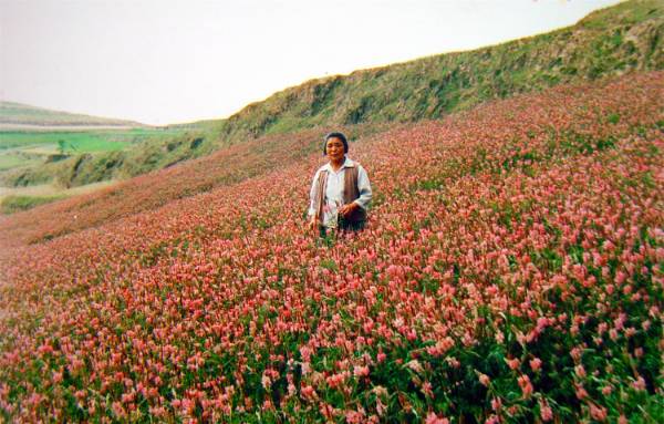 1743389102365686.jpg 8.jpg