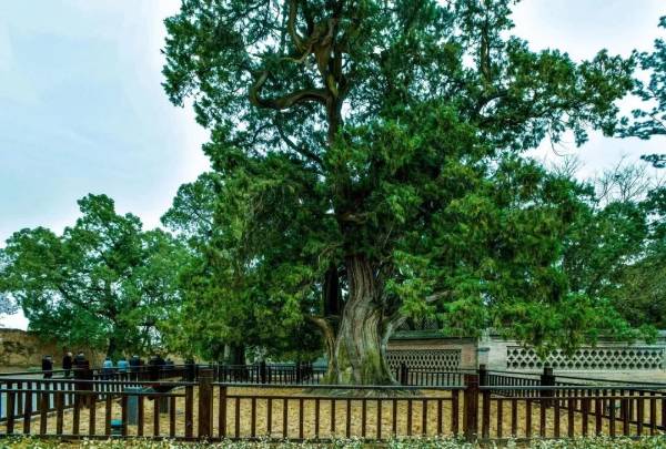 1743391634411142.jpg 5.jpg