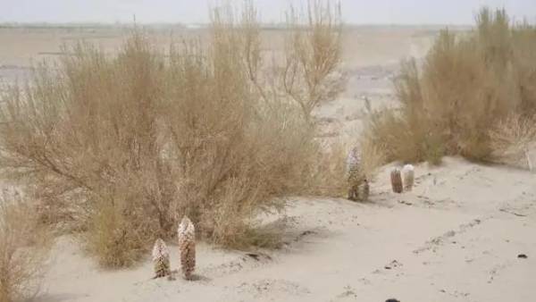 1743402478193734.jpg 19.jpg